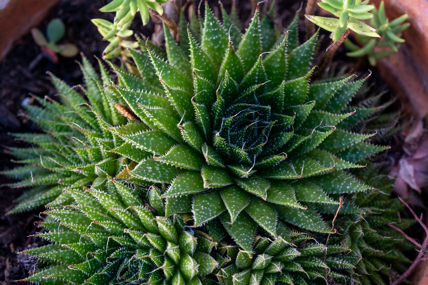DSCF6073