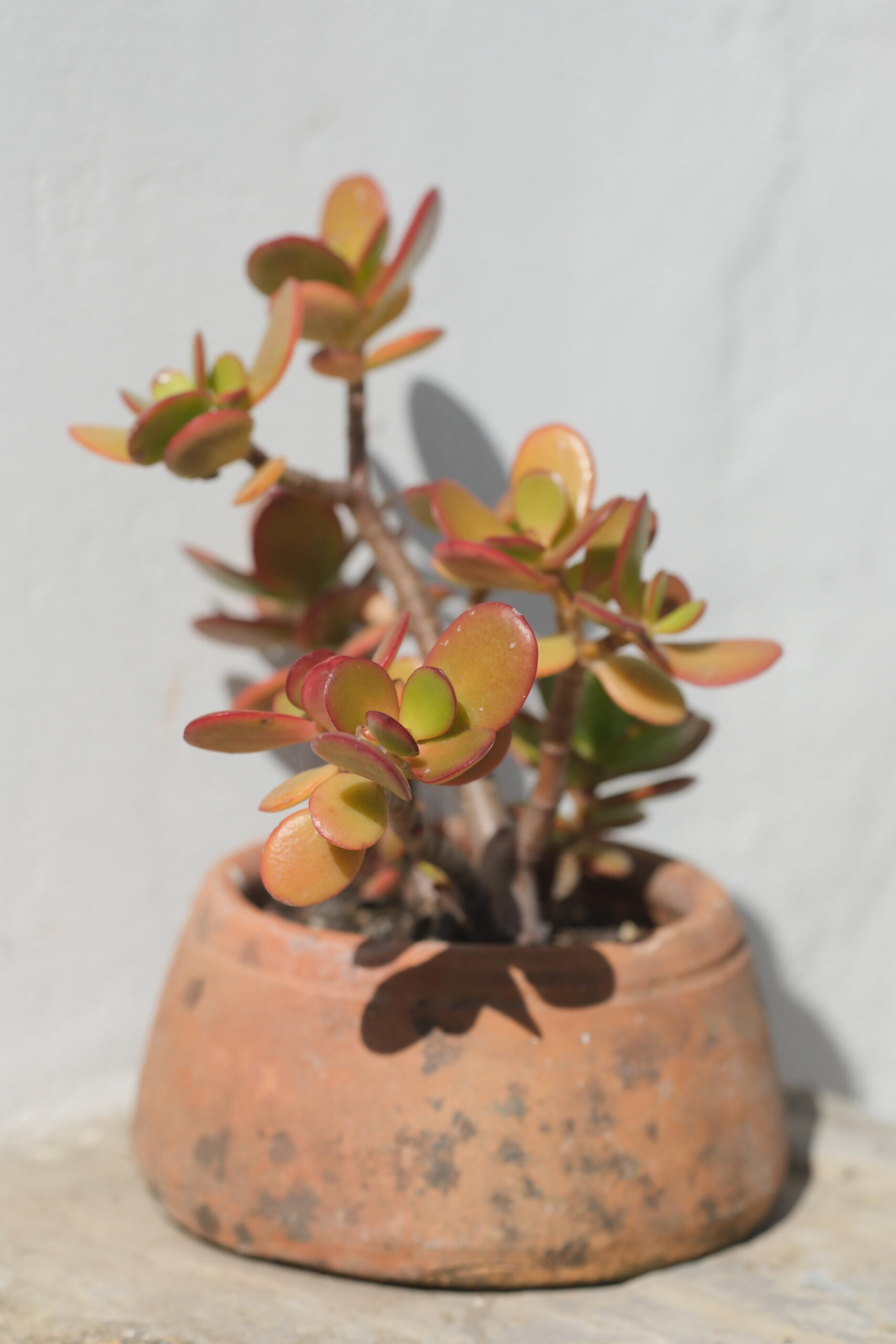 DSCF6161