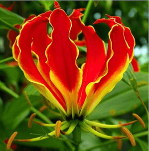 Flame Lily 1