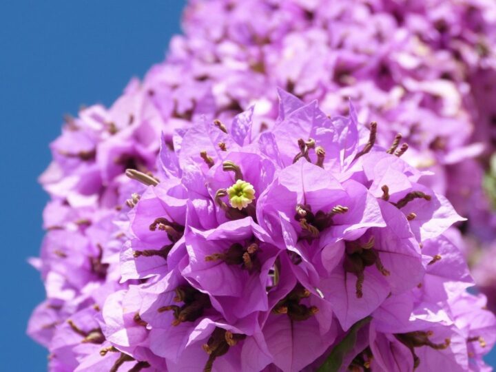 bougainvillea 2221196 1920 e1716660738604