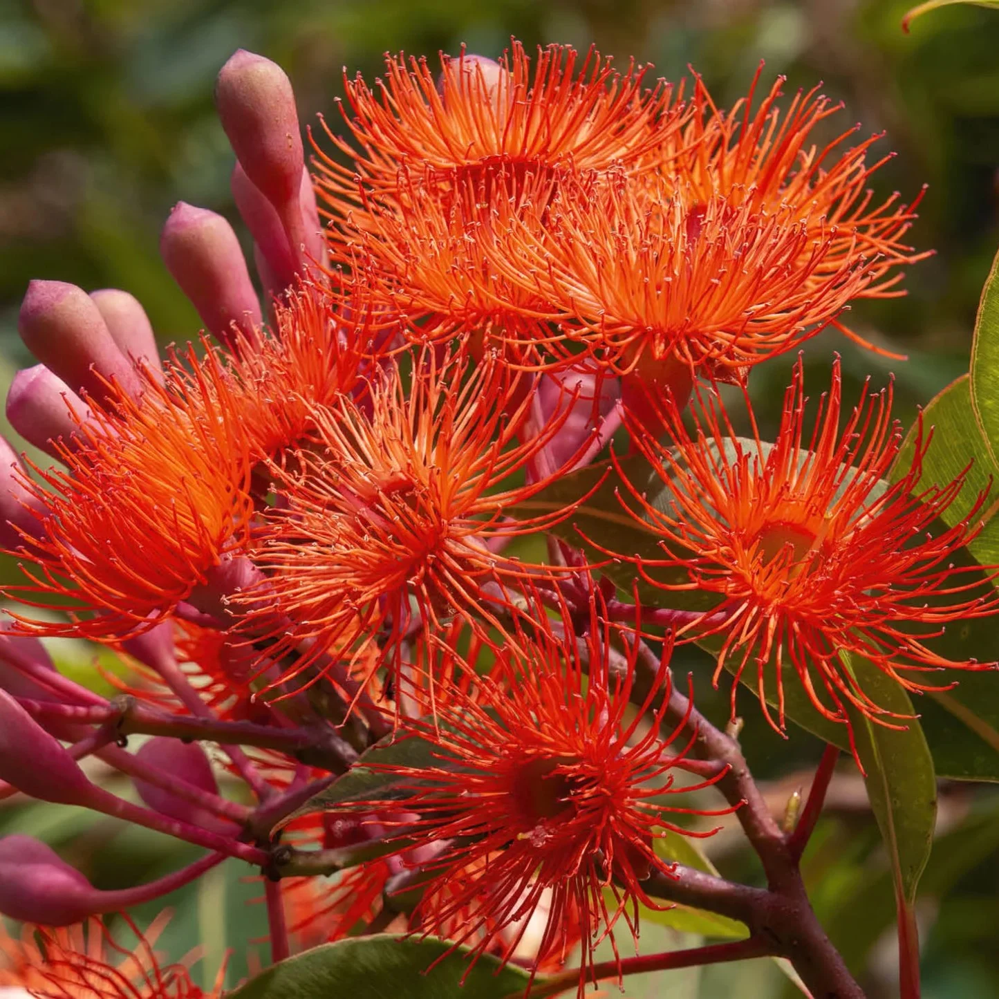 eucalipto flor vermelha t42xbsn4y0