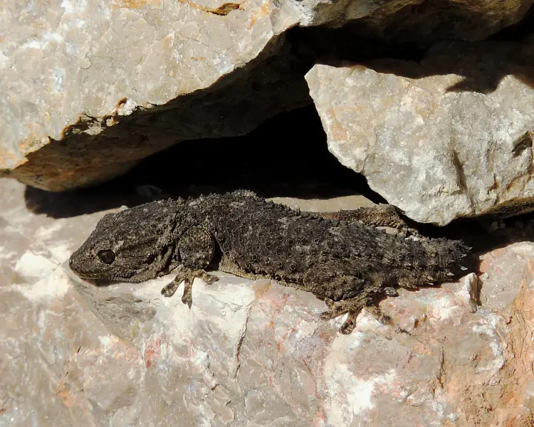 moorish gecko