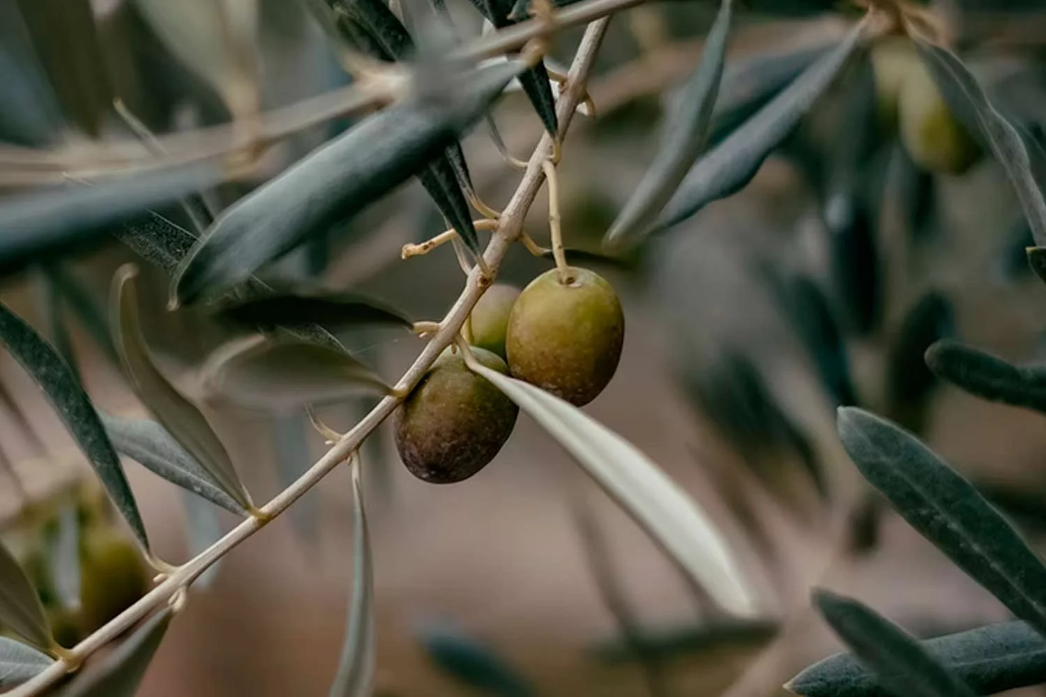 oliveira frutas zona sul
